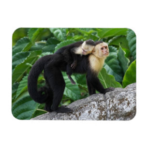 Adult Capuchin Monkey Carrying Baby On Its Back Magnet