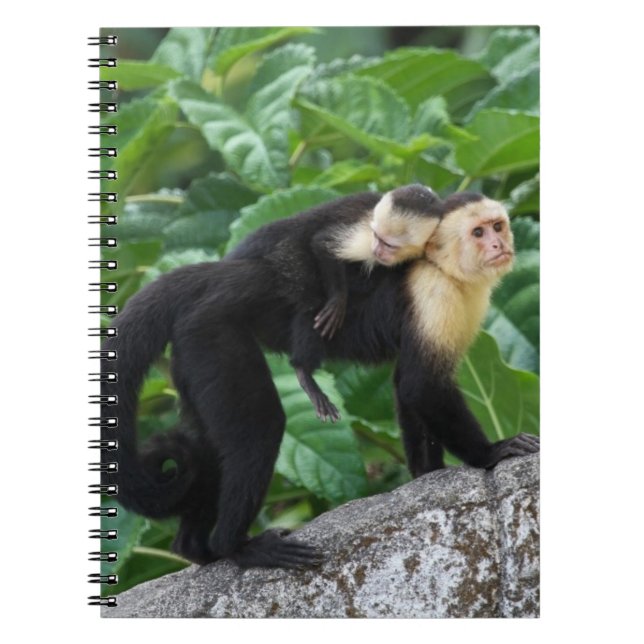 Adult Capuchin Monkey Carrying Baby On Its Back Notebook (Front)