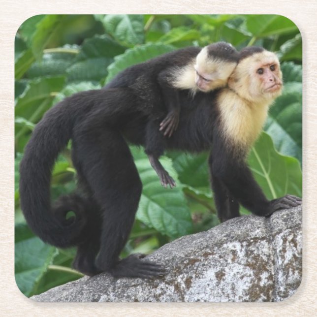 Adult Capuchin Monkey Carrying Baby On Its Back Square Paper Coaster (Front)
