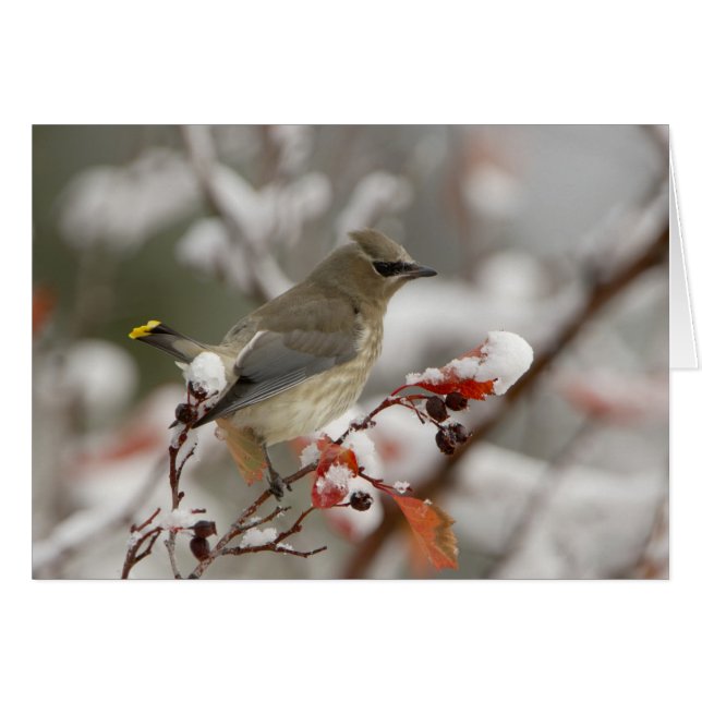 Adult Cedar Waxwing on hawthorn with snow (Front Horizontal)