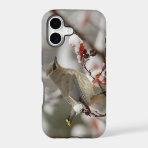 Adult Cedar Waxwing on hawthorn with snow