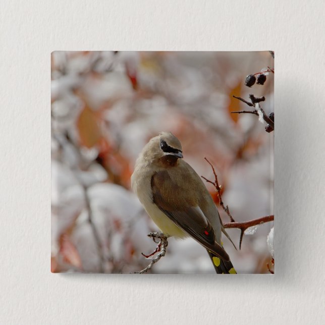 Adult Cedar Waxwing on hawthorn with snow, 15 Cm Square Badge (Front)