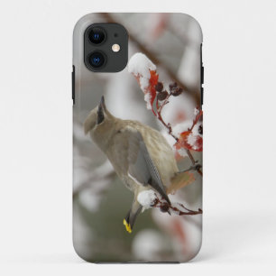 Adult Cedar Waxwing on hawthorn with snow iPhone 11 Case