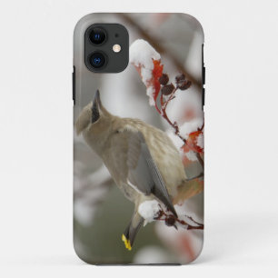 Adult Cedar Waxwing on hawthorn with snow iPhone 11 Case