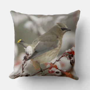 Adult Cedar Waxwing on hawthorn with snow Cushion