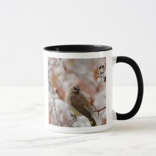 Adult Cedar Waxwing on hawthorn with snow, Mug