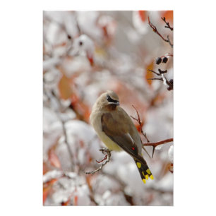 Adult Cedar Waxwing on hawthorn with snow, Photo Print
