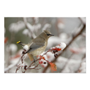 Adult Cedar Waxwing on hawthorn with snow Photo Print