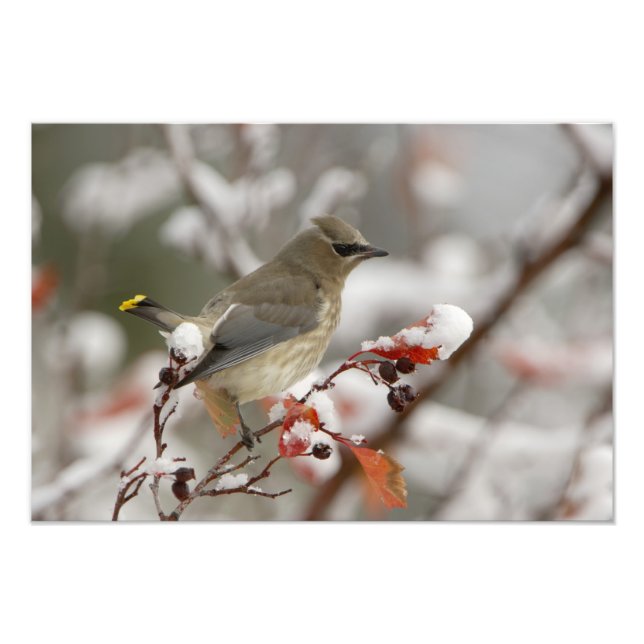 Adult Cedar Waxwing on hawthorn with snow Photo Print (Front)