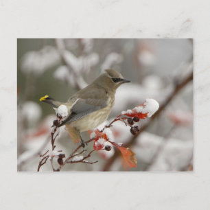 Adult Cedar Waxwing on hawthorn with snow Postcard