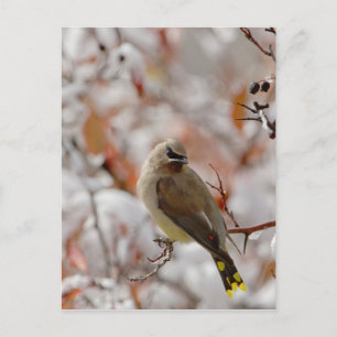 Adult Cedar Waxwing on hawthorn with snow, Postcard
