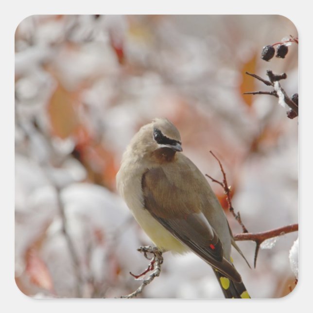 Adult Cedar Waxwing on hawthorn with snow, Square Sticker (Front)