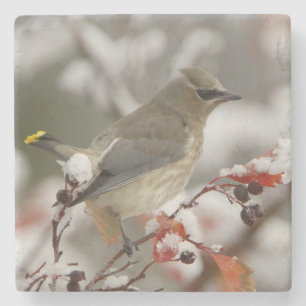 Adult Cedar Waxwing on hawthorn with snow Stone Coaster