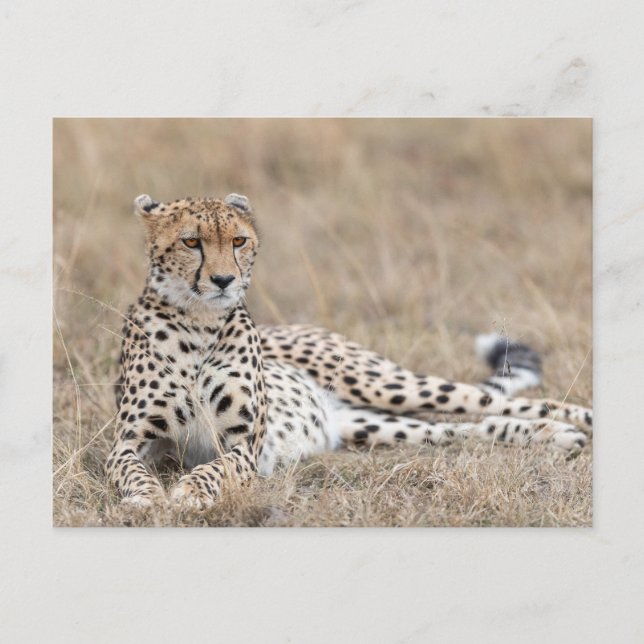 Adult Cheetah Lies Down In Dry Grass Postcard (Front)