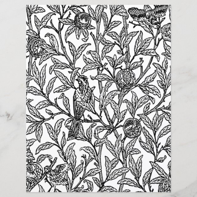 Adult Colouring Page, Morris Bird & Pomegranate  (Front)