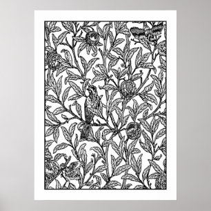 Adult Colouring Poster Morris Bird & Pomegranate