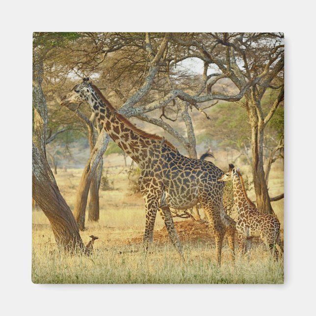 Adult female and juvenile Giraffe, Giraffa Magnet (Front)