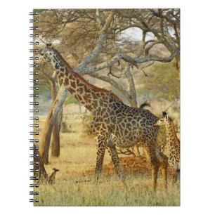 Adult female and juvenile Giraffe, Giraffa Notebook