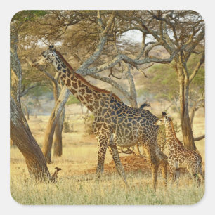 Adult female and juvenile Giraffe, Giraffa Square Sticker