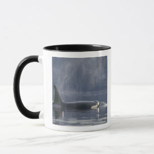 Adult female Orca Whale Orcinus Orca), Puget Mug