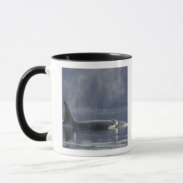Adult female Orca Whale Orcinus Orca), Puget Mug (Left)