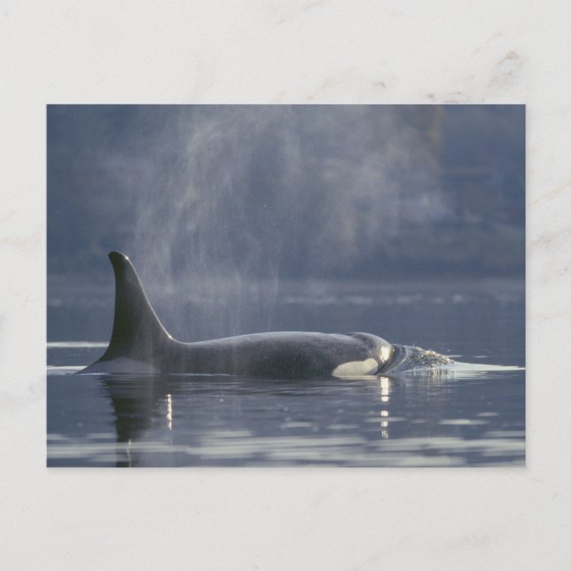 Adult female Orca Whale Orcinus Orca), Puget Postcard (Front)