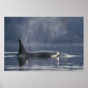 Adult female Orca Whale Orcinus Orca), Puget Poster