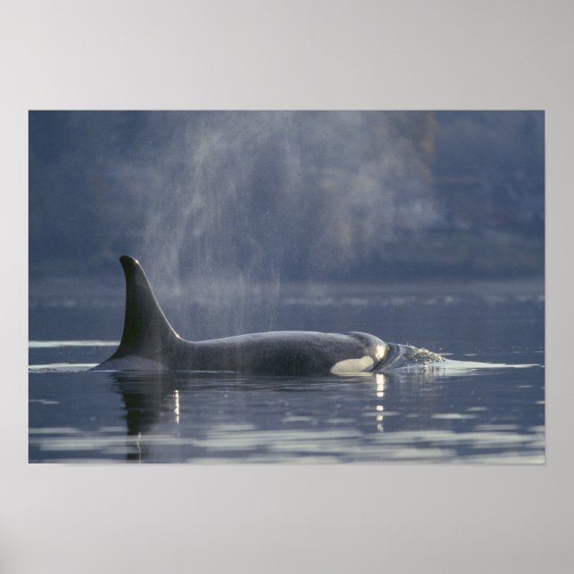 Adult female Orca Whale Orcinus Orca), Puget Poster (Front)