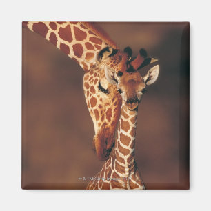 Adult Giraffe with calf (Giraffa camelopardalis) Magnet