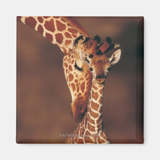 Adult Giraffe with calf (Giraffa camelopardalis) Magnet (Front)