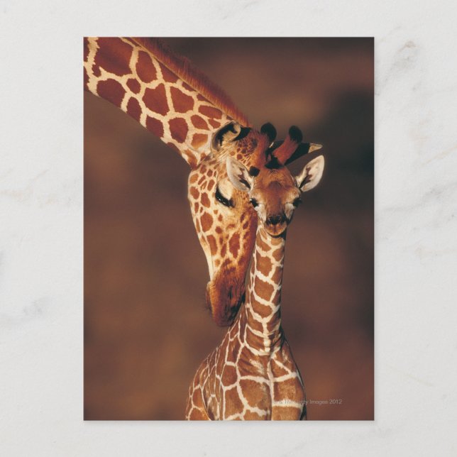 Adult Giraffe with calf (Giraffa camelopardalis) Postcard (Front)