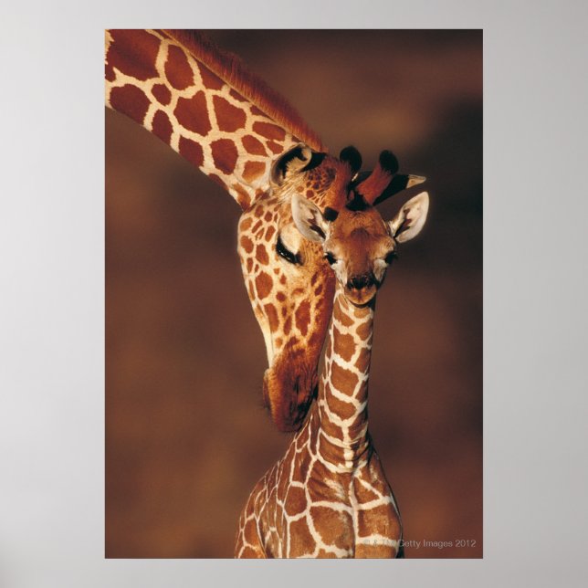 Adult Giraffe with calf (Giraffa camelopardalis) Poster (Front)