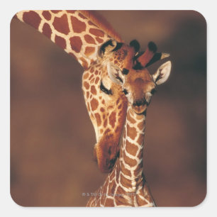 Adult Giraffe with calf (Giraffa camelopardalis) Square Sticker