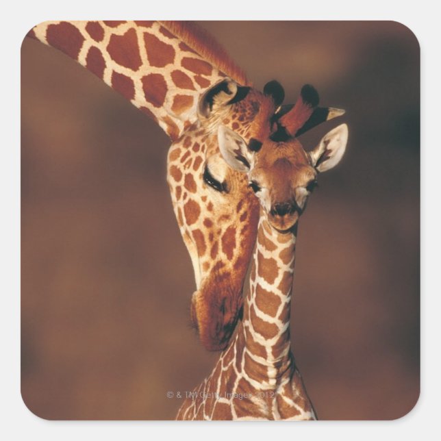 Adult Giraffe with calf (Giraffa camelopardalis) Square Sticker (Front)