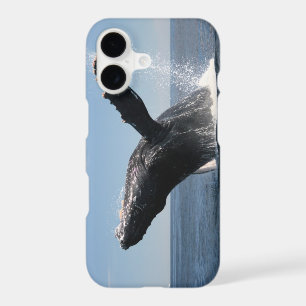 Adult Humpback Whale Breaching