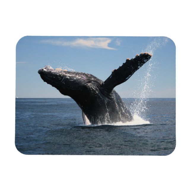 Adult Humpback Whale Breaching Magnet (Horizontal)