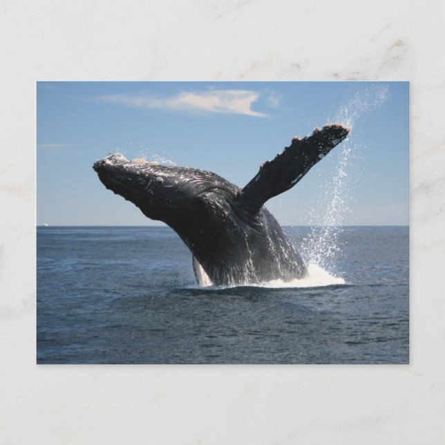 Adult Humpback Whale Breaching Postcard (Front)