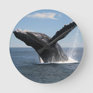 Adult Humpback Whale Breaching Round Clock
