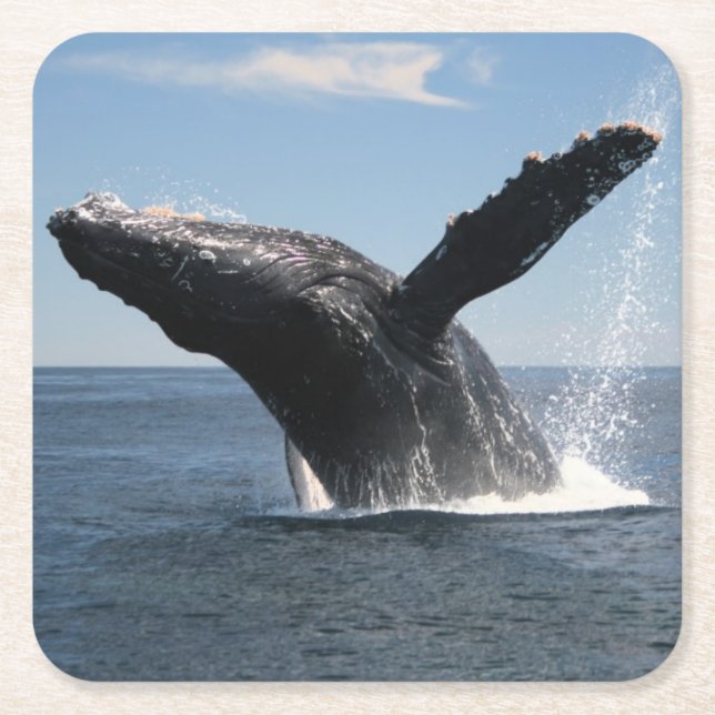 Adult Humpback Whale Breaching Square Paper Coaster (Front)