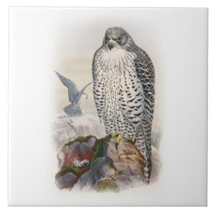 Adult Iceland Falcon Gould Birds of Great Britain Ceramic Tile
