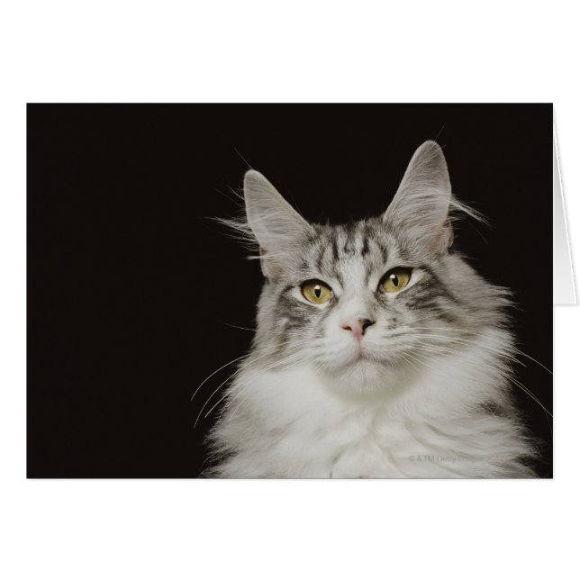 Adult Maine Coon Cat (Front Horizontal)