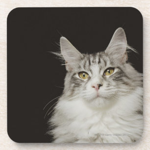 Adult Maine Coon Cat Coaster