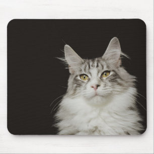 Adult Maine Coon Cat Mouse Pad