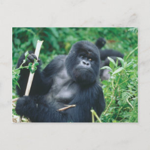 Adult Male Gorilla Postcard