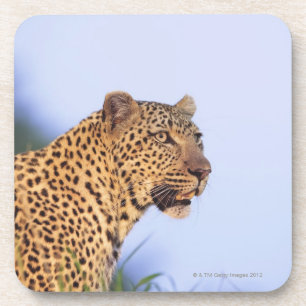 Adult male leopard (Panthera pardus) Coaster