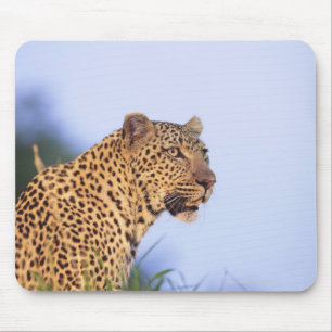 Adult male leopard (Panthera pardus) Mouse Pad