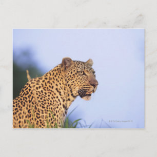 Adult male leopard (Panthera pardus), resting on Postcard