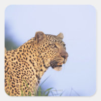 Adult male leopard (Panthera pardus), resting on