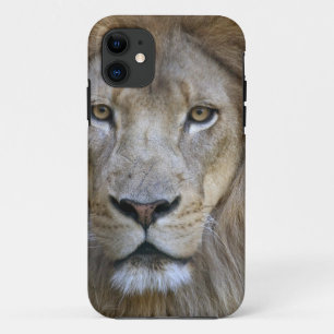 Adult male lion at the Sacramento Zoo, CA iPhone 11 Case