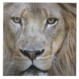 Adult male lion at the Sacramento Zoo, CA Ceramic Tile